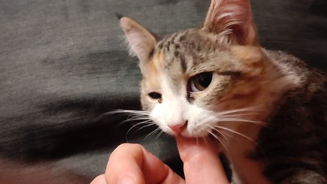 котэ и пальцы