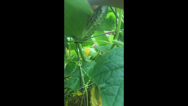 42a229412c4fa4a86395027ef04f2b79