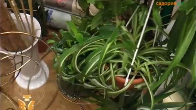 САДОВЫЙ СУПЕРМАРКЕТ 