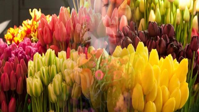 Ирина Аллегрова. Цветы без повода.