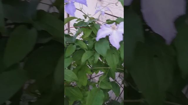 Ох уж эти клематисы...😊/Лаура/