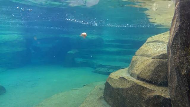 Зоопарк ПАРИЖА. Франция. 13 Мая 2016 года.