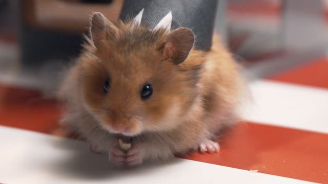 ХОМЯКИ в настоящем офисе! Что бы делали эти милые грызуны в настоящем офисе! Четвертый эпизод