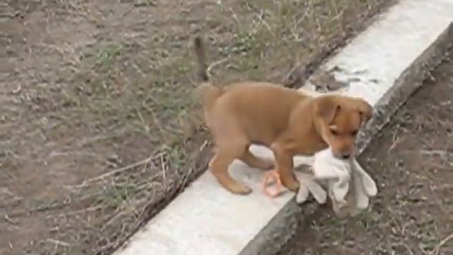 Позитивное видео. Кошка и собака весело играют вместе.