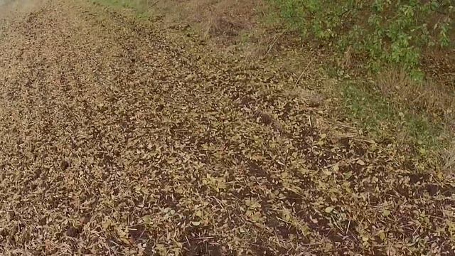 ДУБЛЬ (охота на зайца)