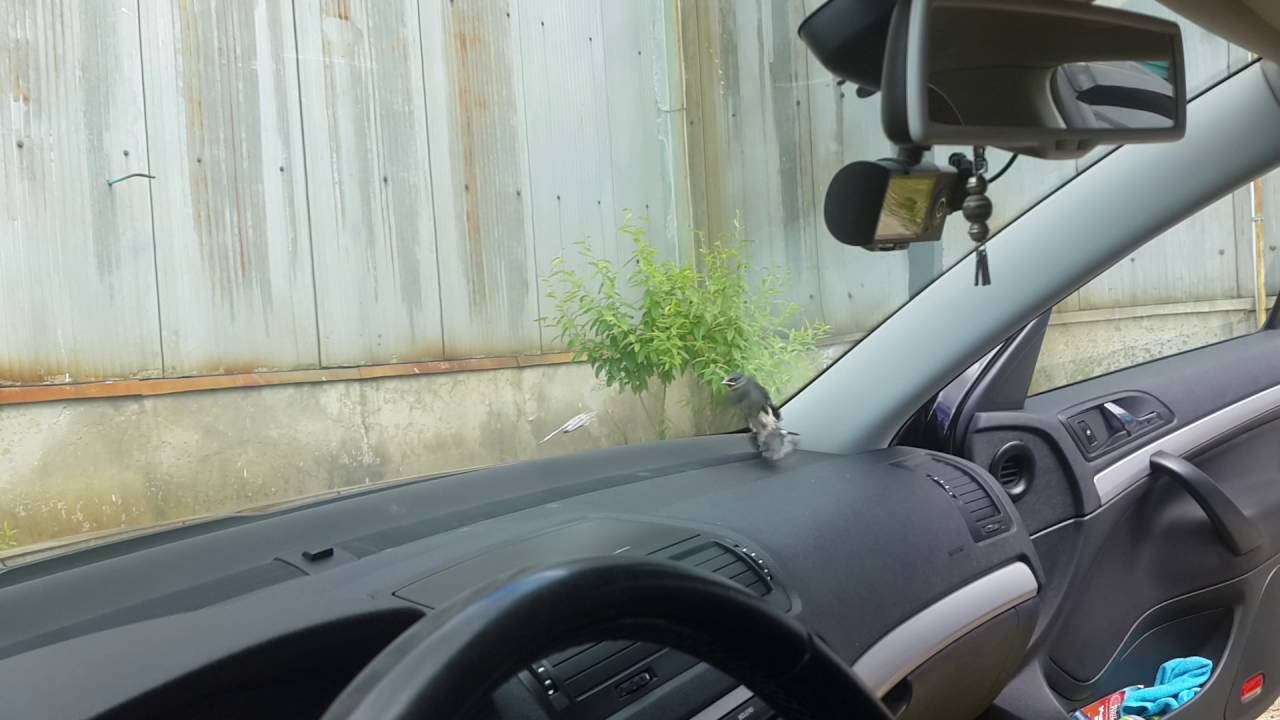 Птичка залетела в машину