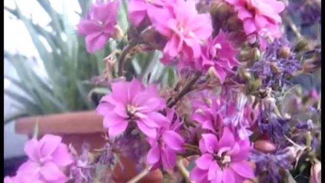 Prueba De Calidad Sony DSC-T77.f4v