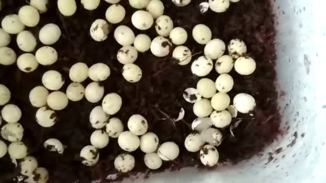 Яйца моих улиток ахатин