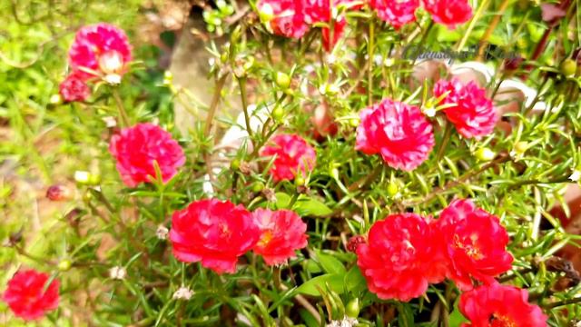 Garden Tour Malayalam || കോട്ടയത്തെ ഡോക്ടർ ന്റെ വീട്ടുമുറ്റത്തെ പത്തുമണിപ്പാടം ||Akkus