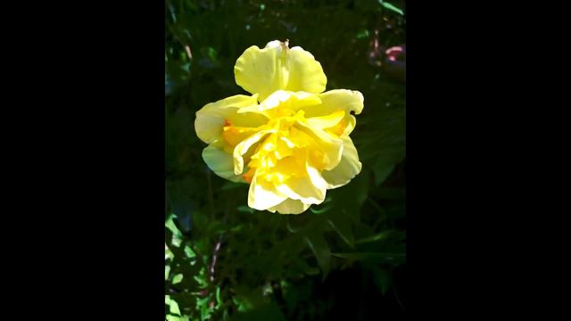 I Am So Glad Each Christmas Eve With Flowers - (Beginner Violin)