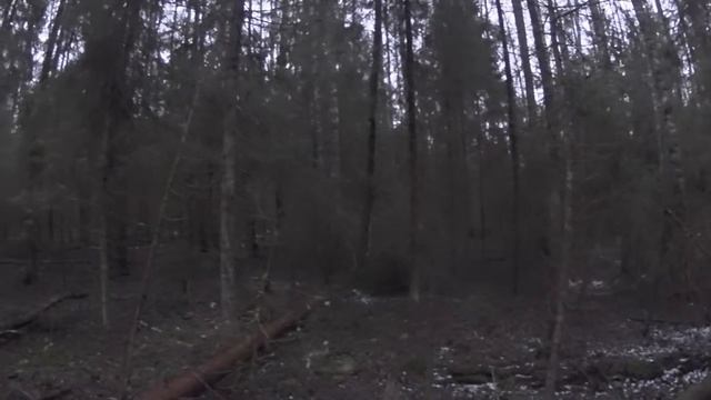 Охота с Русской гончей на зайца 6 12 19