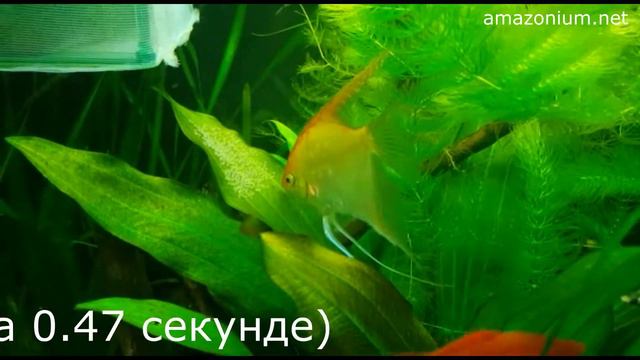 Агрессивная самка скалярии защищает икру!