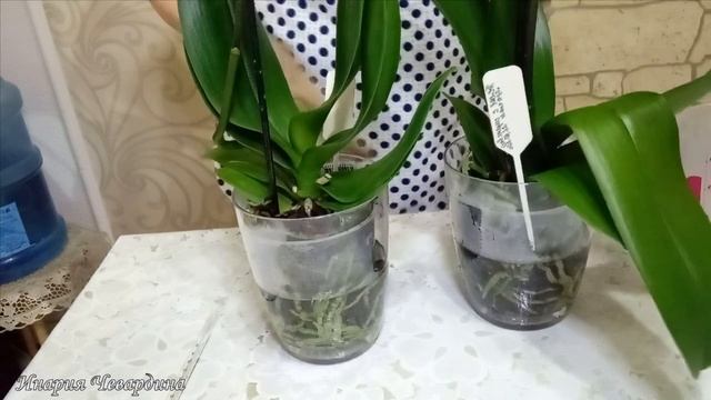 #Шахты #Орхидеи Полив новых орхидей 23 10 20 mp4