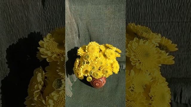 Хризантема анемоновидная. Желтая хризантема. #цветы