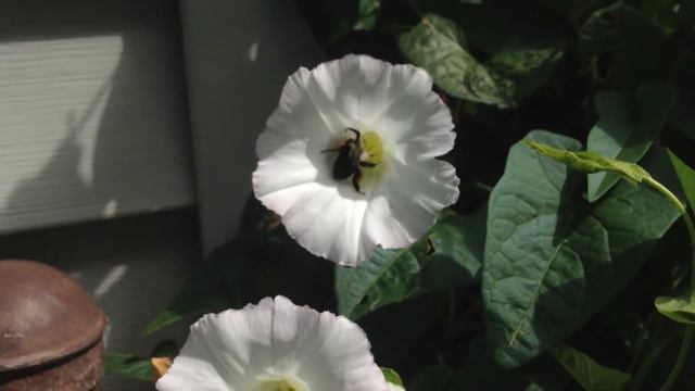 Bumblebee Wasp Bee Pollen Ants Trumpet Morning Glory White Flowers Vines Climb Beetle Gold Shiny