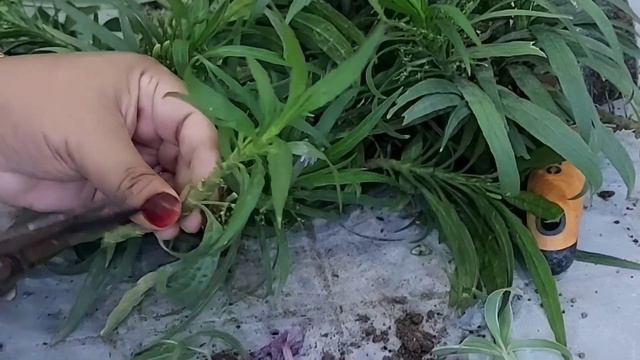 C611e7867c8d355d5243e54545464a9c