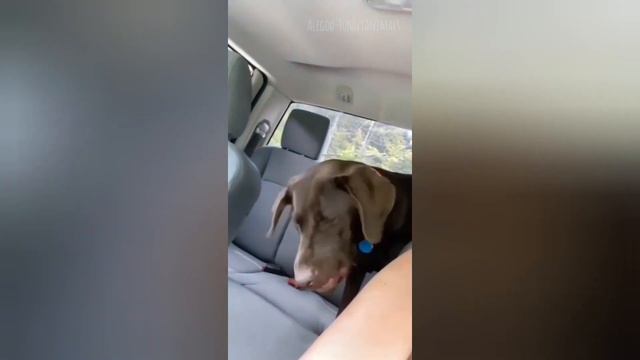 Приколы с животными / Смешные животные / смешные коты и собаки 6