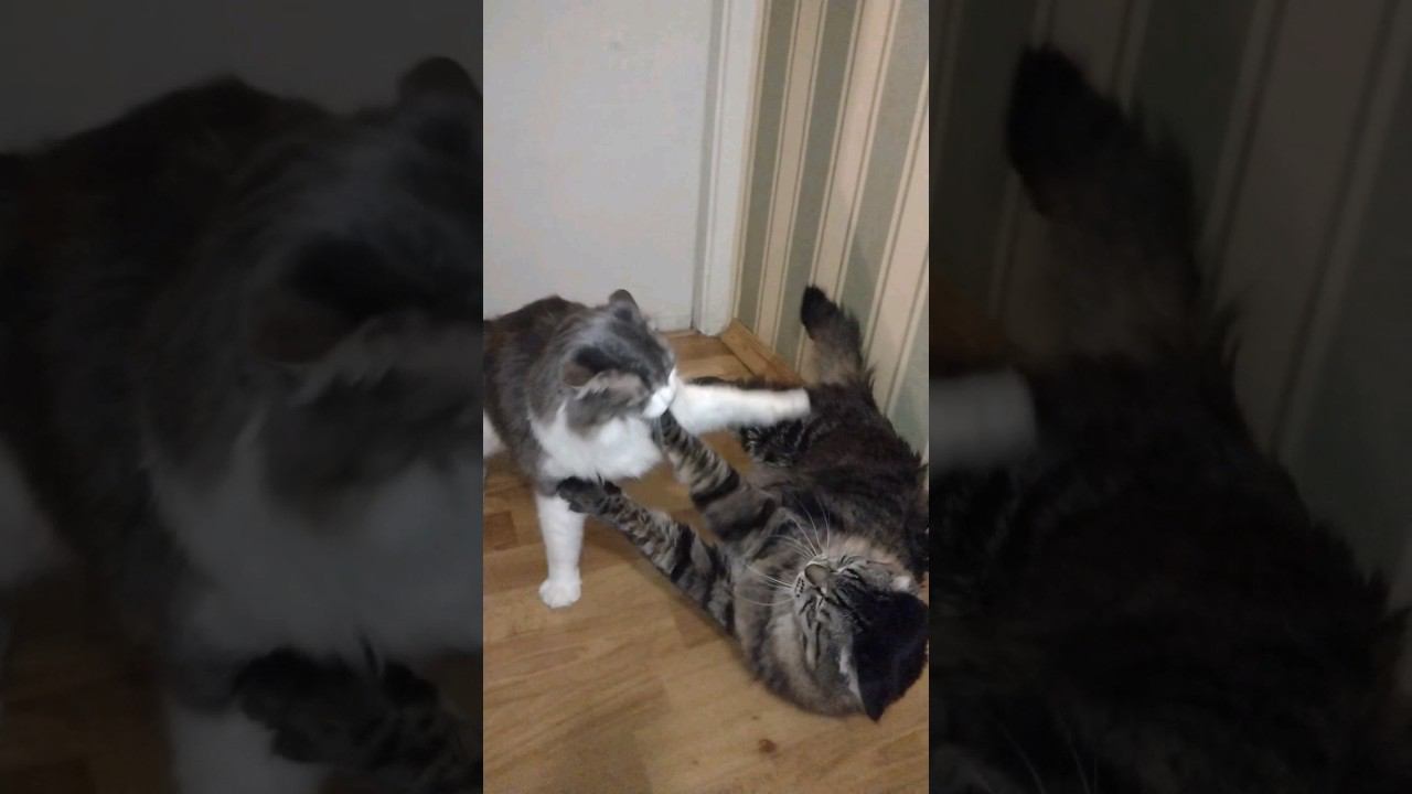 Жертва домашнего Василия  #кошка #cat #gato #katze #chat #kedi #猫 #고양이 #貓