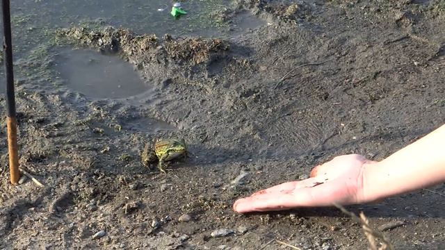 Как приручить лягушку?
