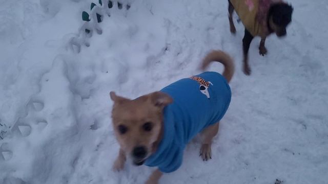 Будни наших хвостатых.