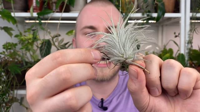Houseplants That Thrive In Harsh Sunlight (South, West Facing Windows)