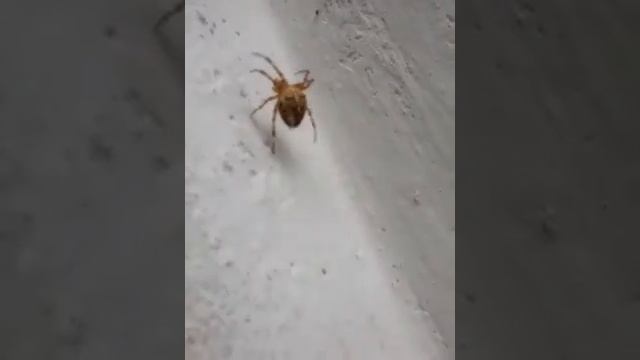 Напишите как называется паук