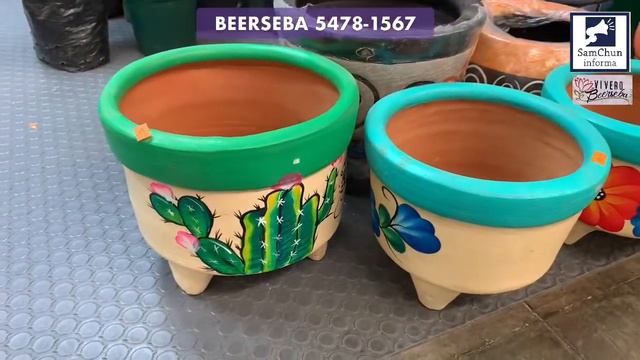 Diseñó De Jardines, Plantas Ornamentales, Cactus Y Suculentas En Vivero Beerseba