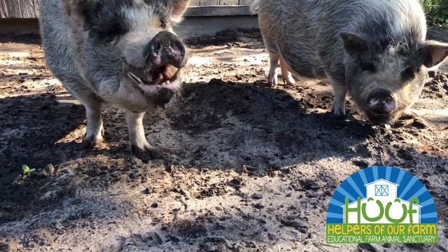 Cultivating A Caring Culture: Episode 2 - PIGS