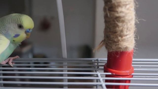 ПАРНОЕ СОДЕРЖАНИЕ #1| УЖИВУТСЯ ЛИ ДВА САМЦА?! | AOI INKO