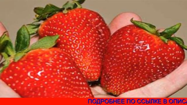 Чудо Ягодница - Домашний Ягодница, Клубника Выращивать, Ягодница Сказочный