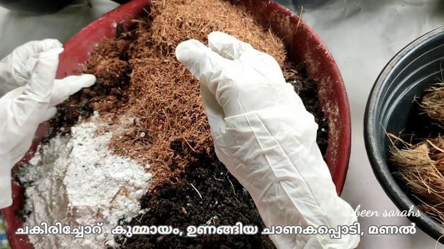 Turtle Vine Planting/coconut Shell Hanging Plants/flame Violet Plants/rhoeo Plants/sabeen Sarahs