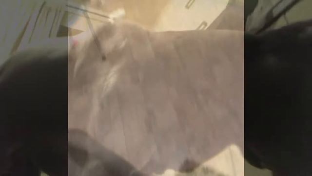 Моя собака , тайский ричбек