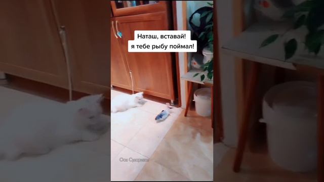 Как проходит ночь кошатника