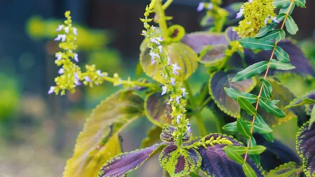 Необычное цветение редкого цветка ранней осенью | Футажи красивая природа [FullHD]