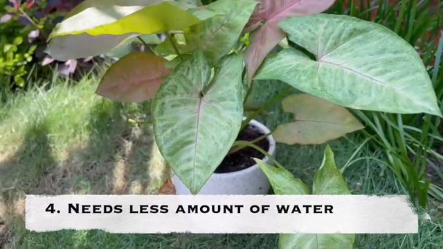 All About Syngonium Plant | Must Know About Syngonium | Syngonium Ke Faayde & Dekhbhaal #syngonium
