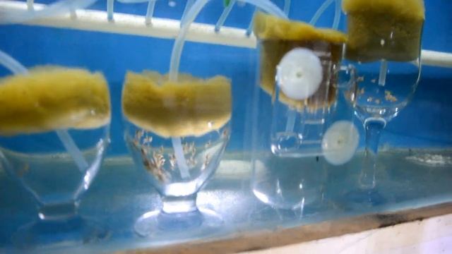 Profesyonel Kamera,Nikon D5100 Kamera Ile Akvaryum Ciklet Balıklarım