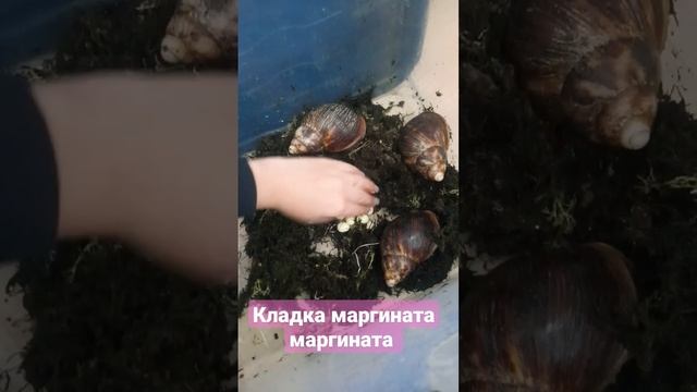 #ахатины #улитка #блог #ахатина #улика