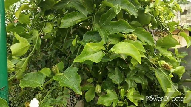 All About Passiflora Flower || Rakhi Bel || Krishna Kamal Flower