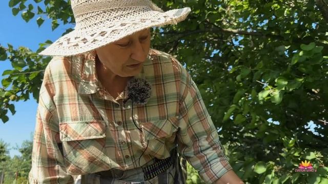 Сеянцы лилейников Ворошиловой. Часть 2  Сад Ворошиловой