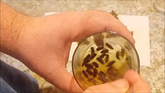 Проверка весеннего пчелиного подмора на нозематоз