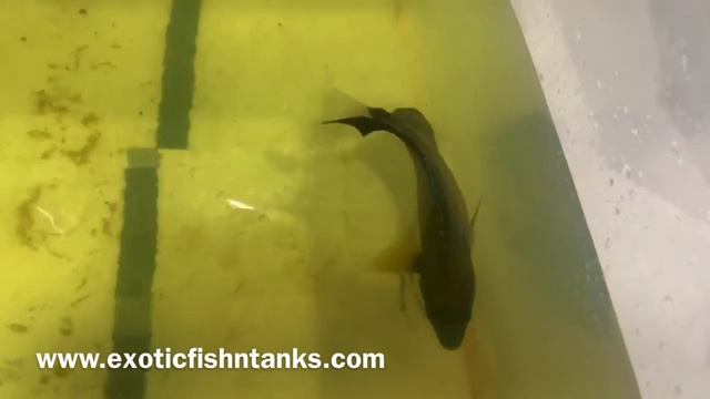 “AWESOME” Annularis Angel