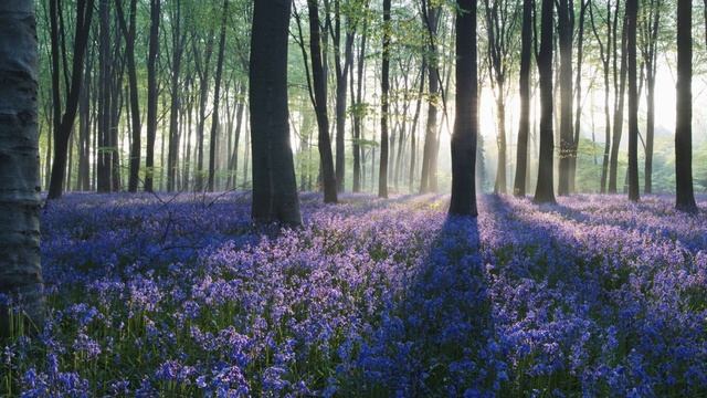 Расслабляющие звуки природы. Музыка для снятия стресса.  Крепкий сон. Медитация.