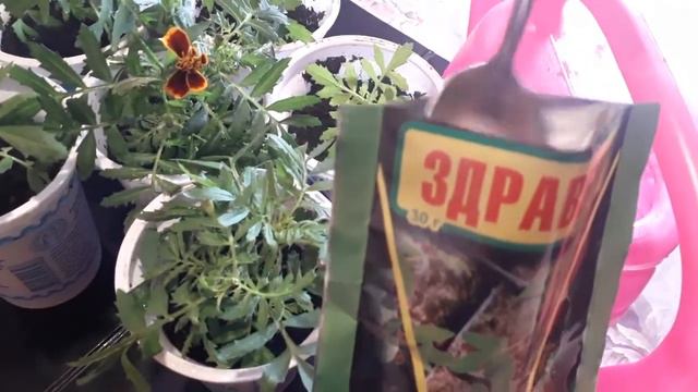 Подкормка рассады бархатцев перед высадкой в открытый грунт