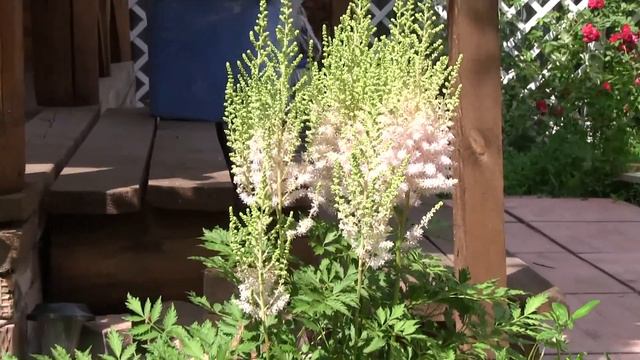 Дачные цветы Аглос 2012