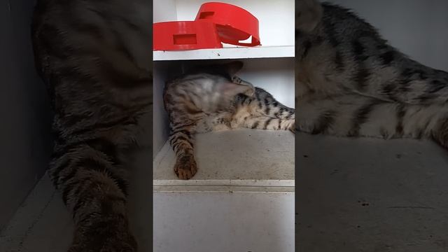 кот породы Саванна. 10 мес. купить Екатеринбург. Вет. паспорт.