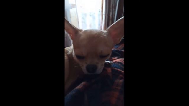 У чихуахуа Бони ?сон час).