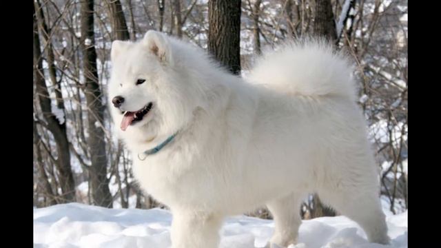 Мое слайд-шоу с софой супер