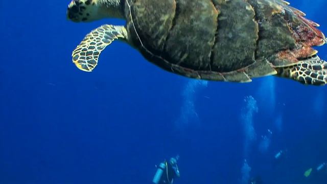 Видеофон. Футаж. Большая морская черепаха.