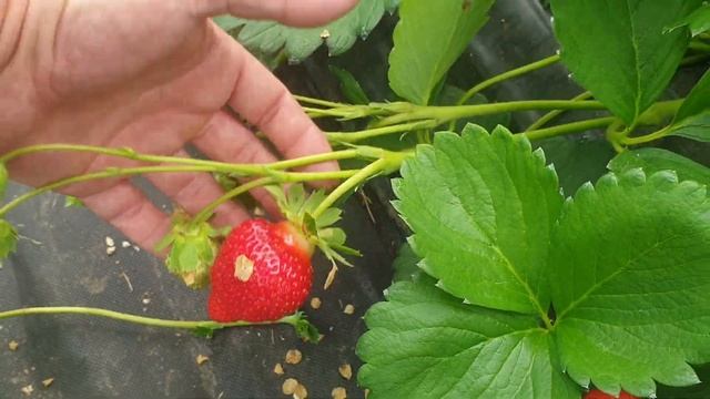 Плодоношение. Сорт НСД Фавори.