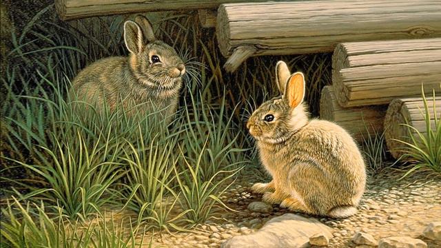 МИР ДИКОЙ ПРИРОДЫ / Художник Paul Krapf